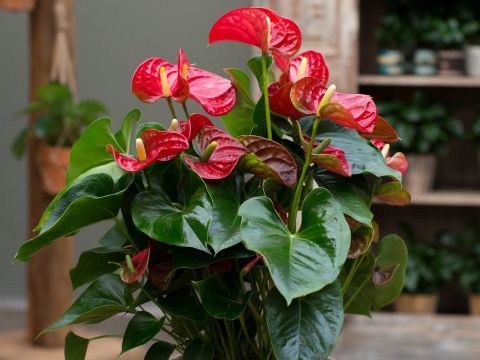 anthurium