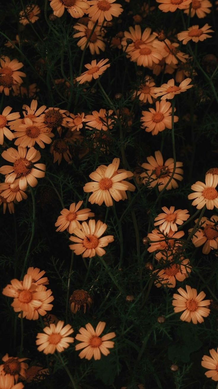 Wallpaper 3
