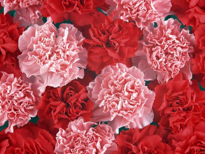 dianthus