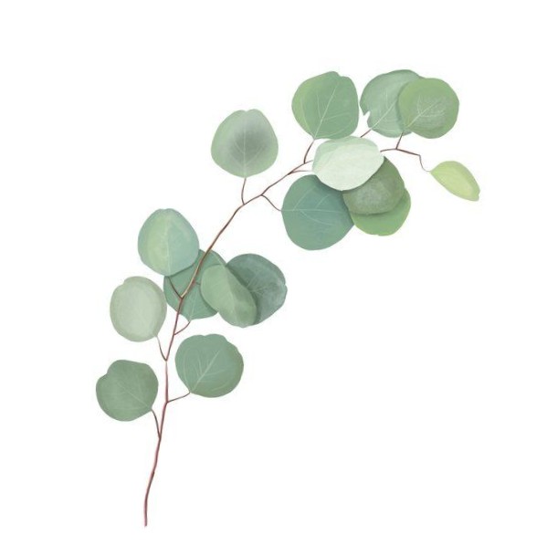 eucalyptus
