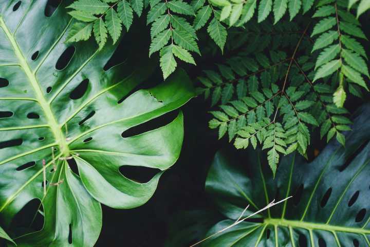 greenery
