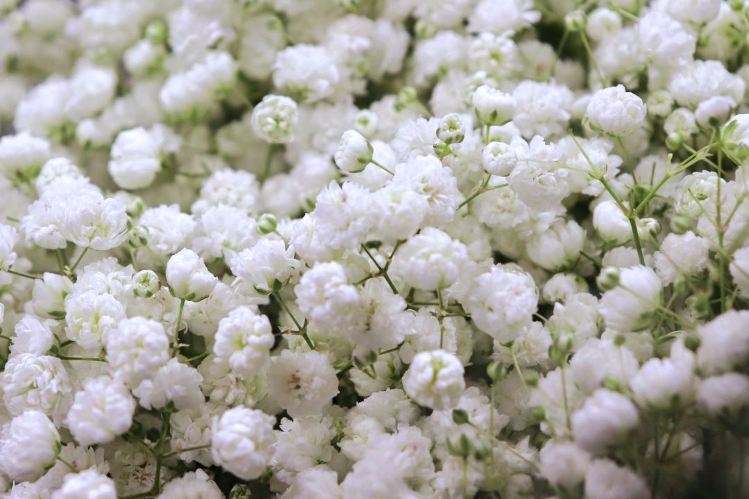 gypsophile