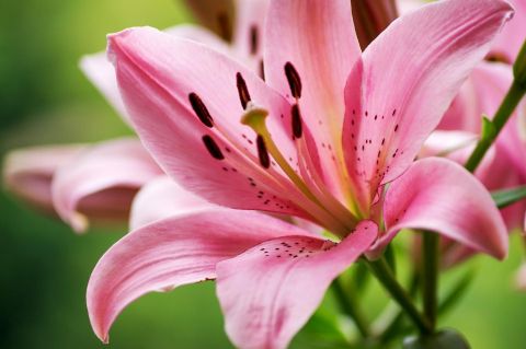 lily