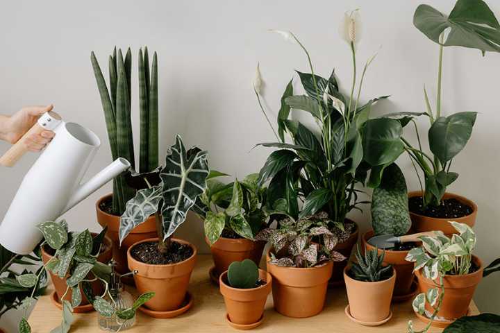 plants
