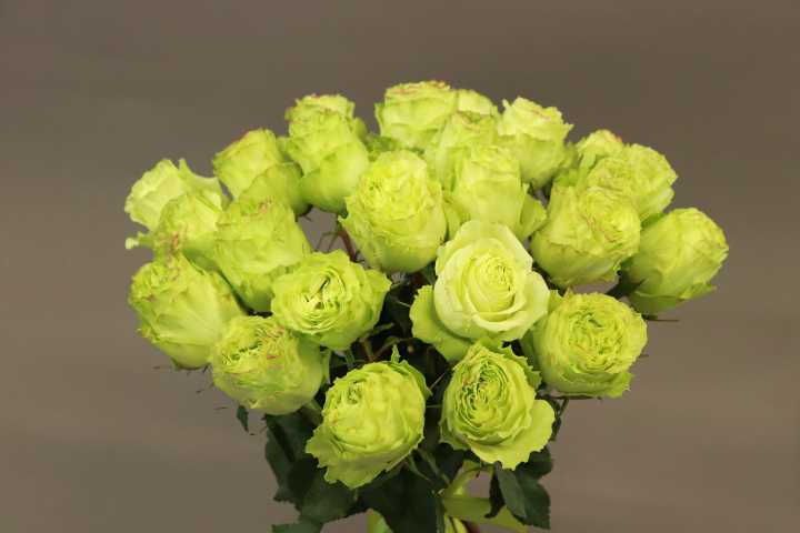 roses